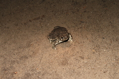 Anaxyrus compactilis