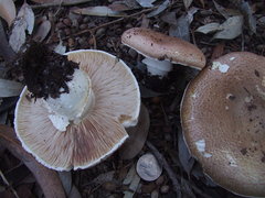 Agaricus megalocarpus