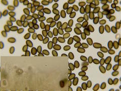 Agaricus megalocarpus