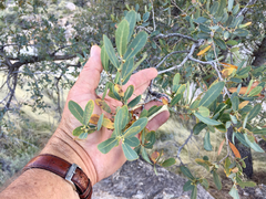 Quercus oblongifolia