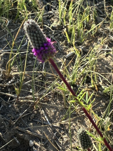 purple prairie clover