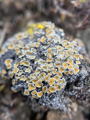 Caloplaca stillicidiorum