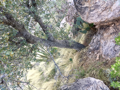 Quercus oblongifolia
