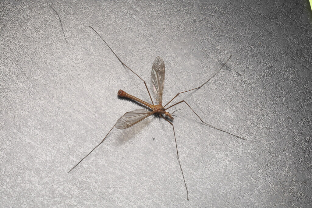 Tipula peliostigma