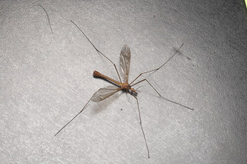 Tipula peliostigma