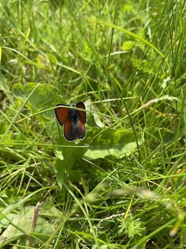Purple-edged Copper