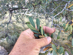 Quercus oblongifolia