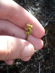 Genoplesium pumilum