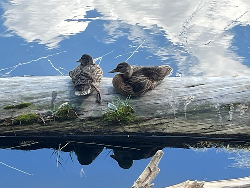 Duck
