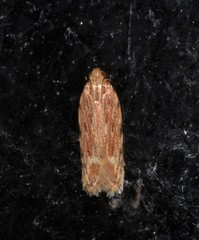 Ardozyga chalazodes