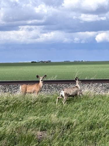 Mule Deer