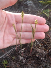 Genoplesium pumilum
