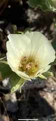 Mentzelia tricuspis