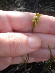 Genoplesium pumilum