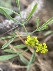 Lomatium ambiguum