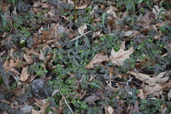 Anemonoides quinquefolia