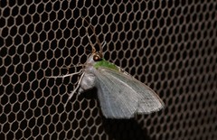 Eucyclodes insperata