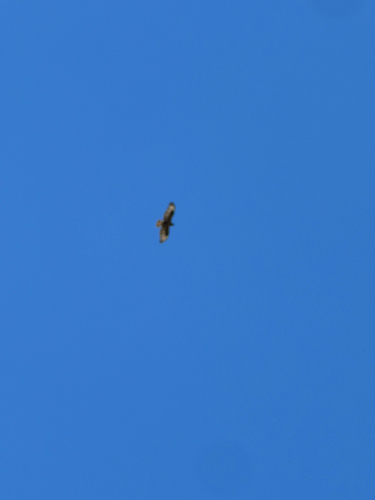 Mäusebussard