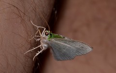 Eucyclodes insperata