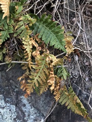 Polypodium scouleri