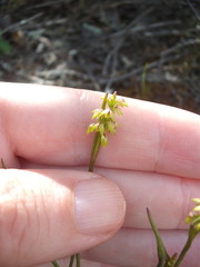 Genoplesium pumilum