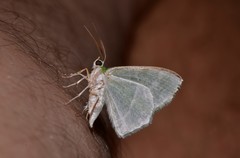Eucyclodes insperata