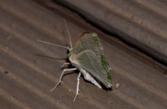 Eucyclodes insperata