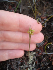 Genoplesium pumilum