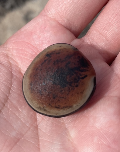 Mucuna urens