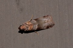 Calguia defiguralis