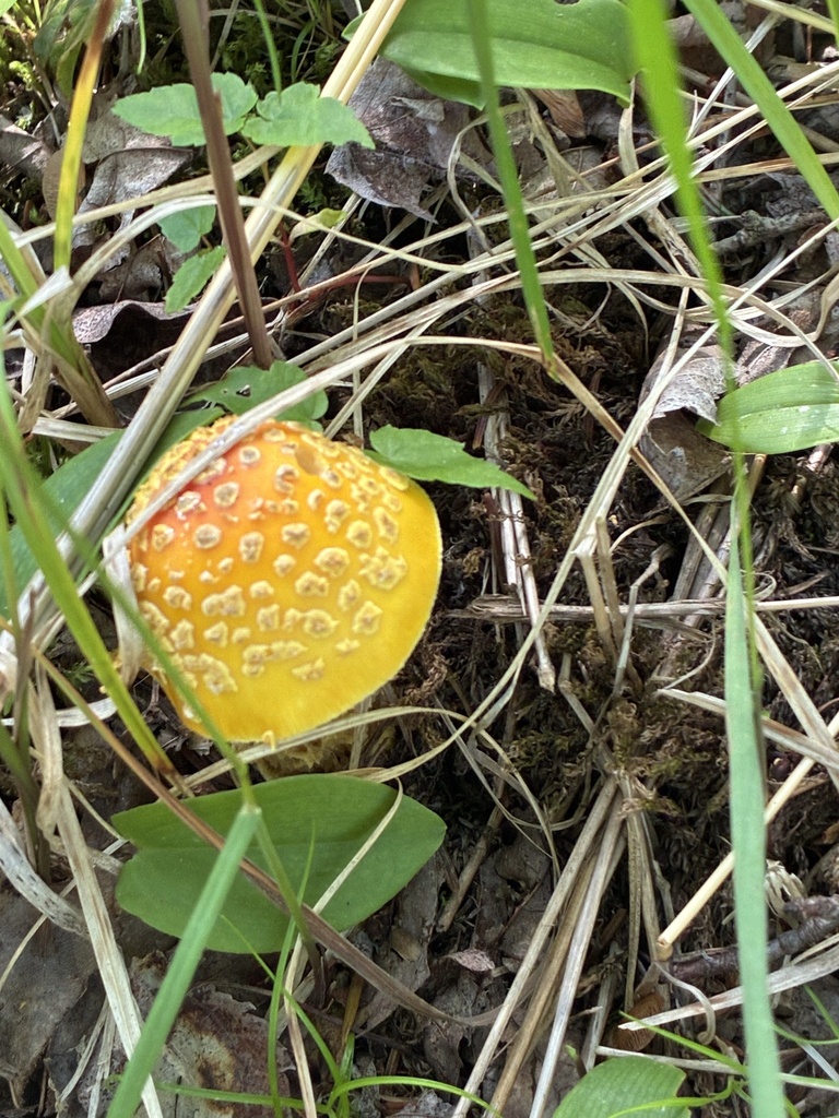 American Yellow Fly Agaric
