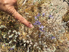 Eriastrum eremicum eremicum