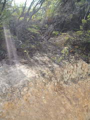 Genoplesium pumilum