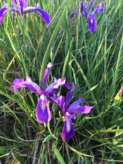 Iris tenax tenax
