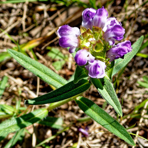 Prunella hyssopifolia, photograph 4