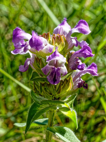 Prunella hyssopifolia, photograph 6