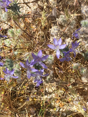 Eriastrum eremicum eremicum