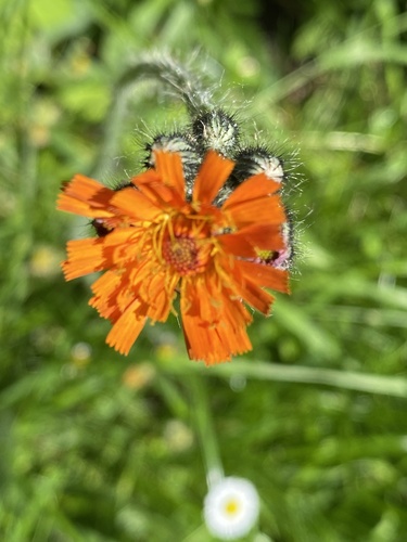 orange hawkweed