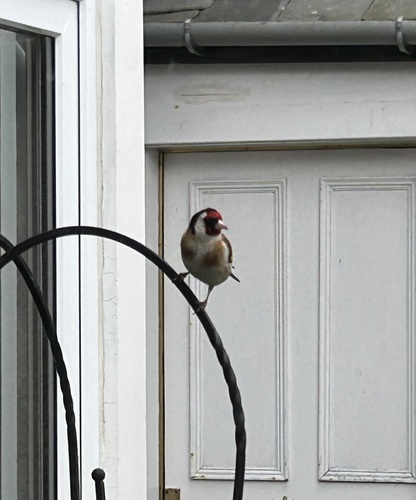 European Goldfinch
