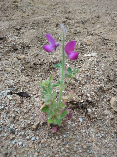 Lupinus hirsutissimus, 2026-06-18