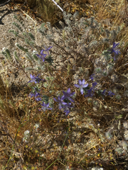Eriastrum eremicum eremicum