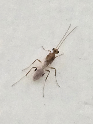 Two-spined trapjaw ant