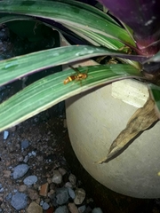 Polistes stigma tamulus