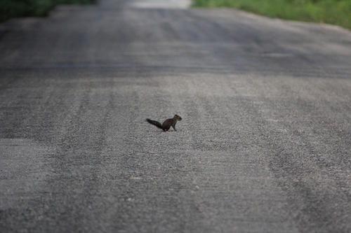 Deppe's Squirrel