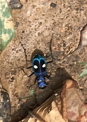 Pseudoxycheila tarsalis