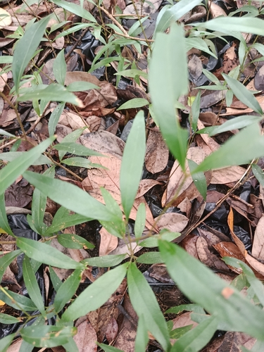 Zygia longifolia observed 2026-06-18