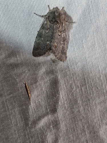 Chosen Sallow photo 2