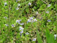 Lindernia rotundifolia