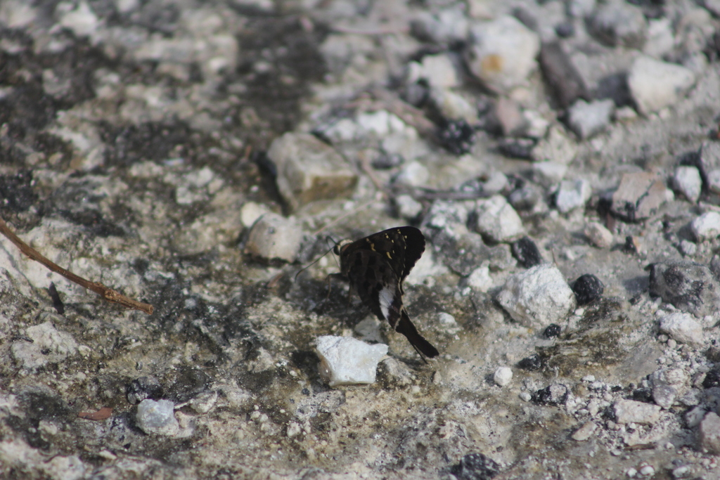Yucatan Mottled-Skipper
