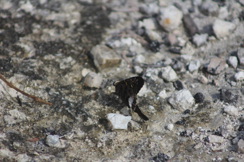 Yucatan Mottled-Skipper